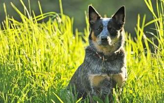 Wallpaper Blue Heeler Green Grass Australian Cattle