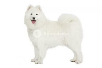 Samoyed Dog Looking At Camera Isolated On White Background