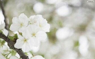 White Flower Wallpaper HD Jpg