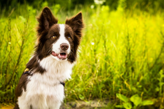 Border Collie On A Background Of Green Grass Wallpaper And Image