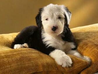 Old English Sheepdog Wallpaper