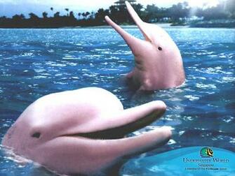 Pink Dolphin Pictures Image Wallpaper Designs