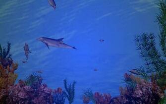 Net Dolphin Screensavers Full Screenshot Html