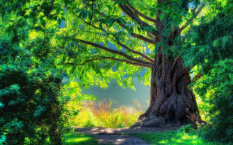 Green Tree Wallpaper