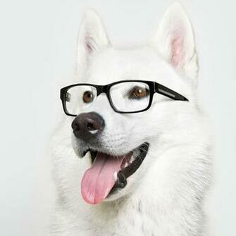 Cute Dog iPad Wallpaper Background Retina HD