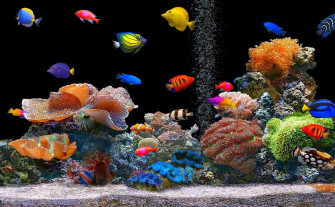 Aquarium Fish Tank Wallpaper