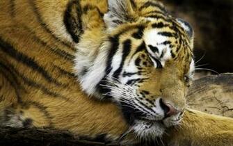 The Tiger Desktop Pc And Mac Wallpaper