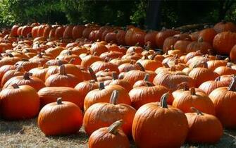 Wallpaper Pumpkin