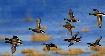Wild Duck Wallpaper Photo Quoteko
