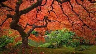 Bing Fotos Japanese Maple Tree Next To Pond At The Portland