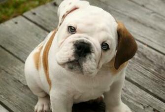 Bulldog Ingl S