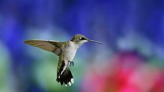 Colibri HD Wallpaper 7wallpaper Net