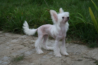 Wallpaper Puppies Chinese Crested Dog Grass Animals