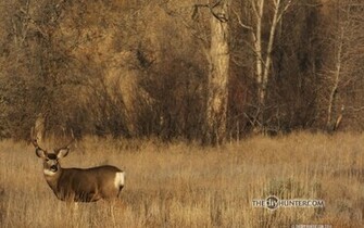 Mule Deer Buck Wallpaper Hunting Photos