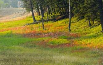 Deer Wyoming Yellowstone National Park Plateau Wallpaper Art