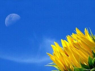 Best Wallpaper Desktop Background