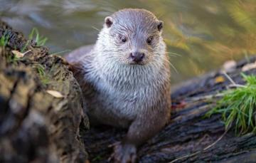 Wallpaper Look Face Water Pose River Shore Portrait Log
