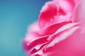 Carnation Pictures Image