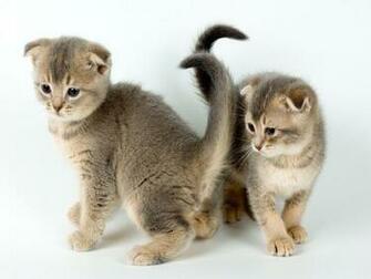 Kittens Cats Parrots And Butterflies Wallpaper