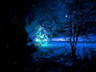 Photo Of Pine Tree With Christmas Lights During Night Time HD