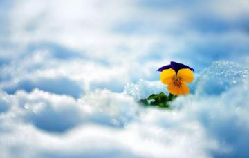 Wallpaper Winter Flower Snow Flowers Widescreen