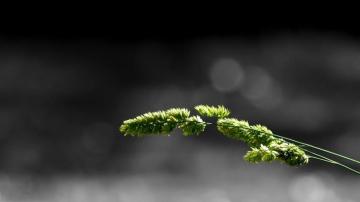 Macro Simple Background Minimalism Grass Nature HD Wallpaper