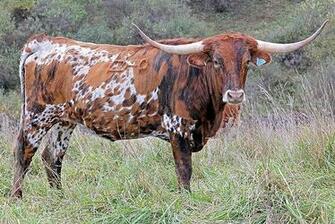 Jolt Doorg Is Our Newest Cow From Dickinson Cattle Co She Arrived On