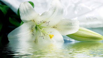 Lily Wallpaper HD