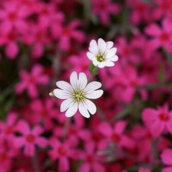 iPad Background Flowers Wallpaper