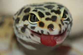 Leopard Gecko Geckos And Lizards