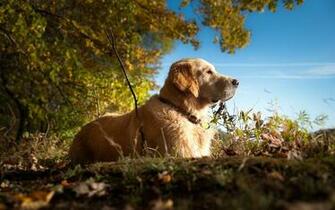 Dogs And Puppy Wallpaper
