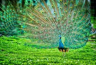 Indian Peafowl Bird Pictures Of HD Wallpaper
