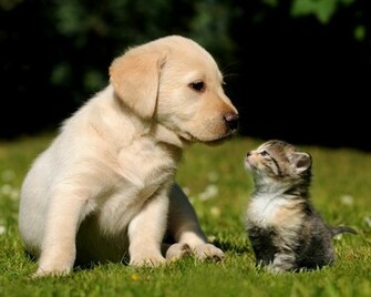 Kitten S Wallpaper All Wildlife Photographs