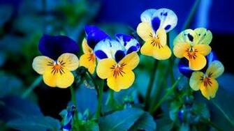 Wallpaper Background Desktop Gallery Laptop