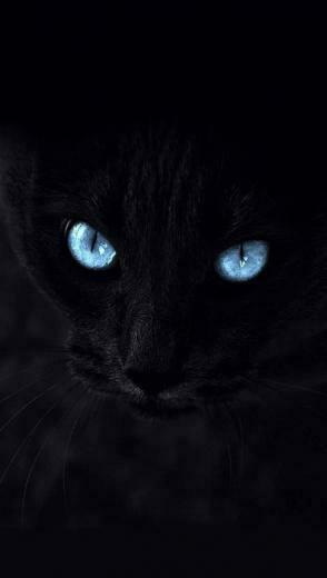 Zora Ferek On Cats Cat Wallpaper Blue Black