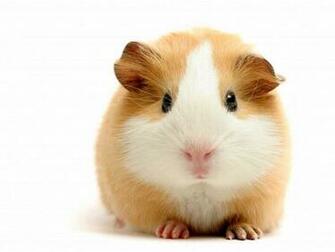 Guinea Pig Wallpaper For Desktop