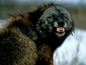 Black Wolf Background Wallpaper HD Background Desktop