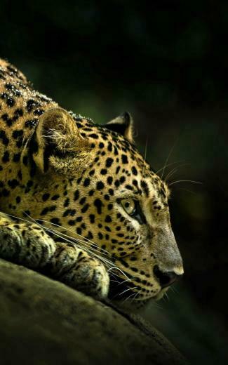 Leopard Profile Lockscreen Android Wallpaper