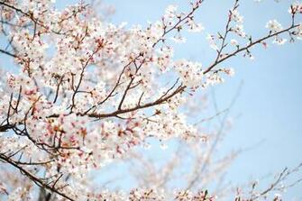 Wallpaper Cherry Tree Blossom Sakura Flower Spring Branch