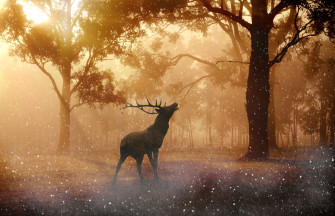 Deer Wild Nature Forest 4k Wallpaper HD Animals Image