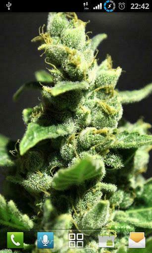 HD Weed Wallpaper iPhone