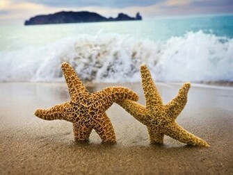 Wallpaper Funny Animals