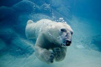 Bear Swimming Wallpaper X HD