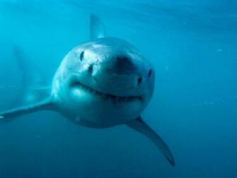Apple Mac Desktop Wallpaper HD Great White Shark Creapy Animals