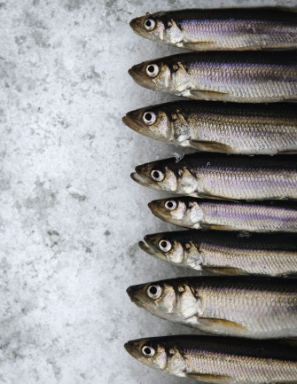 Smelt Picture Wallpaper