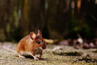 Mouse Wallpaper HD For Android Apk
