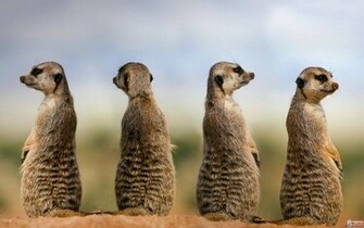 Animal Meerkat Wallpaper