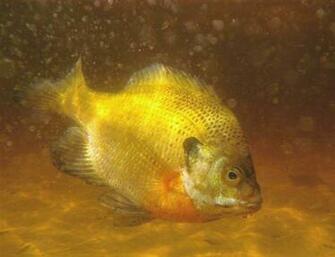 Pin Bluegill Aquarium