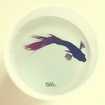 Betta Fish Wallpaper HD