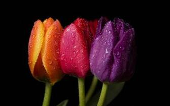 Flowers Desktop Wallpaper Purple Tulips Background